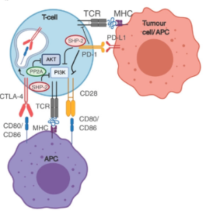 带您了解免疫检查点靶点之CTLA-4